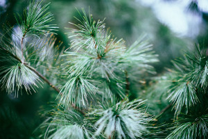 Blog - festive-season-stay-on-track-health-tips-2015