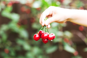 cherries health christmas karen land naturopath december 2015